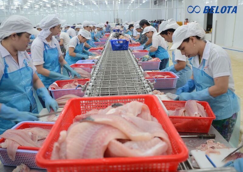 Băng tải fillet cá là hệ thống băng chuyền chuyên dùng trong dây chuyền chế biến cá phi lê