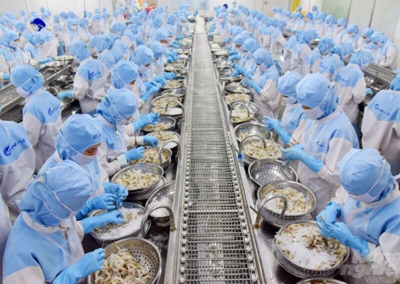 Băng tải lưới inox được sử dụng tại khu vực lặt đầu tôm, phân loại, rửa và sơ chế trực tiếp