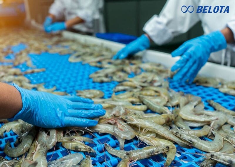 Băng tải nhựa Modular Belt đặt ở một số vị trí như rửa nguyên liệu, cấp đông nhanh