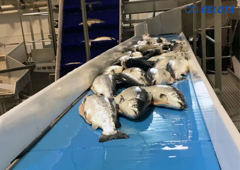 Băng tải PU là lựa chọn phổ biến trong công đoạn fillet, trimming