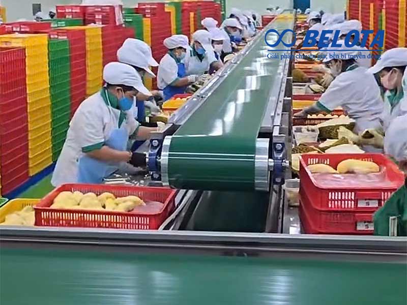 Băng tải PVC 2 tầng ứng dụng trong ngành xuất khẩu sầu riêng