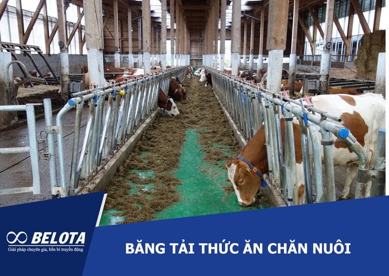 Băng tải thức ăn chăn nuôi