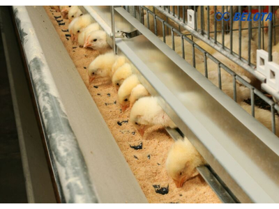 Chicken Manure Conveyor System
