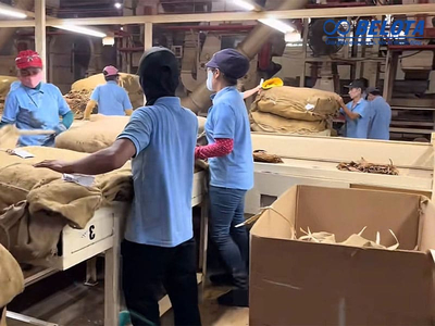 GMP Hygienic Conveyors for Tobacco Industry