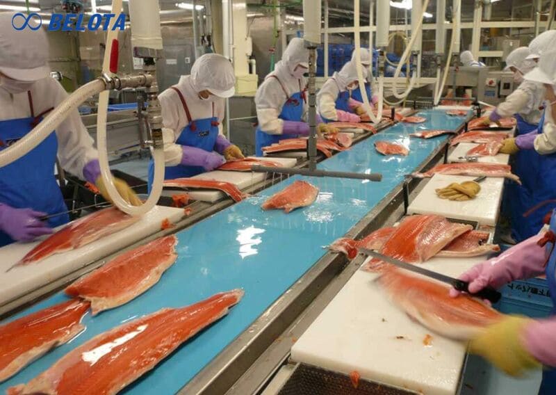 Hệ thống băng chuyền chế biến không sạch, bề mặt tiếp xúc không được khử khuẩn có thể dẫn đến nguy cơ nhiễm bẩn, nhiễm chéo vi sinh