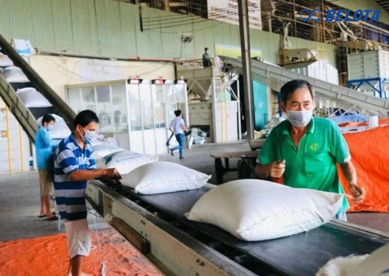 Những lưu ý để chọn đúng loại băng tải gạo cho sản phẩm của bạn