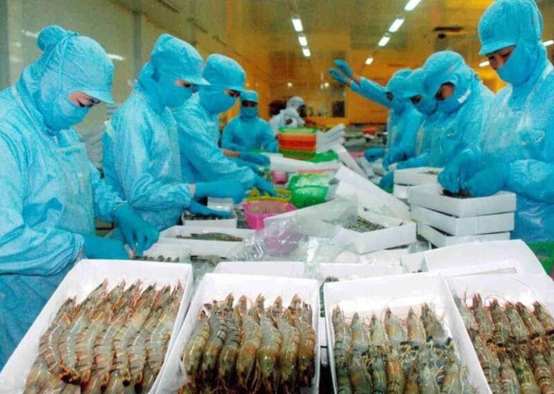 Quy trình cung cấp, thiết kế băng chuyền sơ chế tôm tại Belota