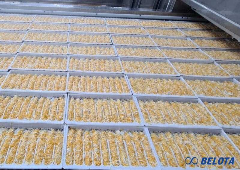 tôm được đưa trực tiếp vào hệ thống băng chuyền cấp đông nhanh IQF