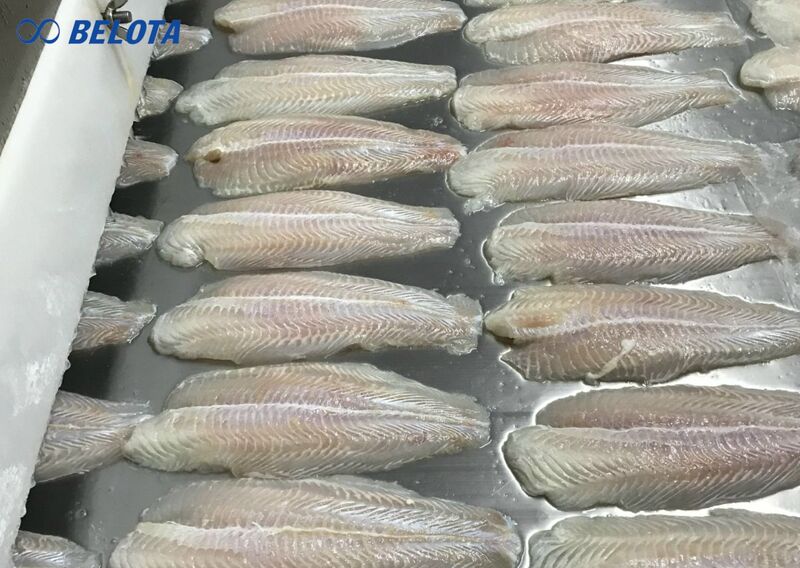 Ứng dụng của băng chuyền IQF tấm phẳng